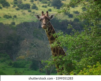 Wildlife Giraffe In Kenya At  Tsavo National Park