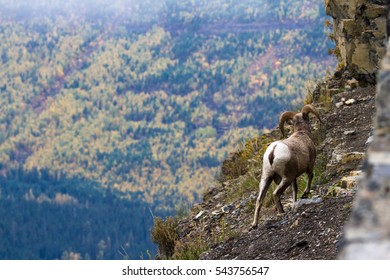 Wildlife In Glacier National Park, A Big Horn Sheep On A Steep Canyon With Autumn Vegetation In The Background