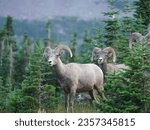 Wildlife at Glacier National Park, Bighorn Sheep