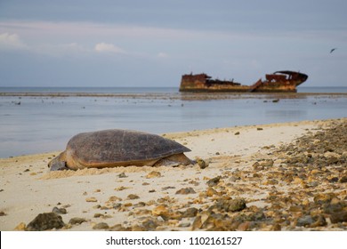 Wildlife At Heron Island, Australia