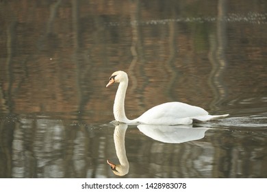                                Wildlife At Hines Park, Wayne County, Michigan