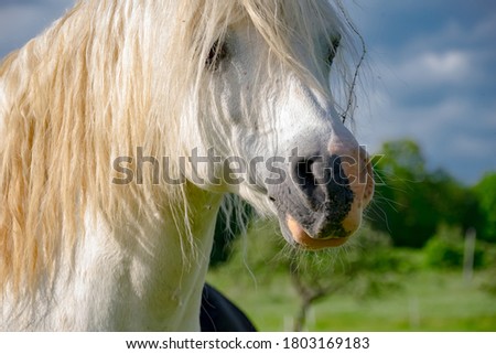 Similar – Image, Stock Photo horse on a meadow!!!