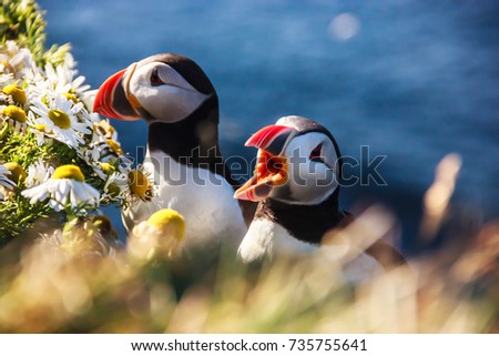 Wildlife in Iceland: Icelandic Puffin bird couple standing in flower bushes on rocky cliff on sunny day at Latrabjarg, Iceland, Europe. Wild Puffins live near the wilderness of Atlantic ocean.