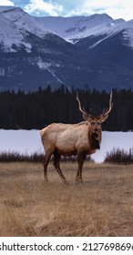 Wildlife In Jasper National Park (Elk)