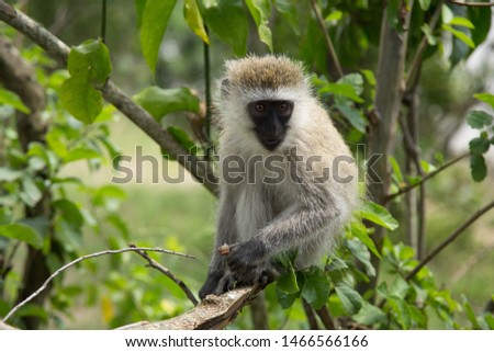 Similar – Vervet monkey sitting on a wall in the savannah