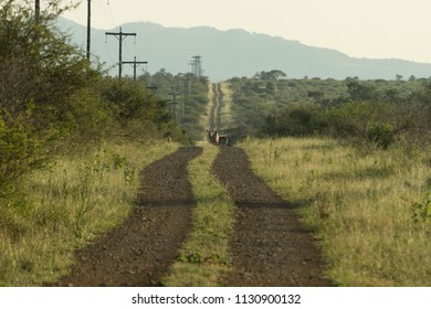Wildlife in Kruger NP, South Africa - Shutterstock ID 1130900132