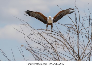 wildlife at lake Manyara in Tanzania - Powered by Shutterstock