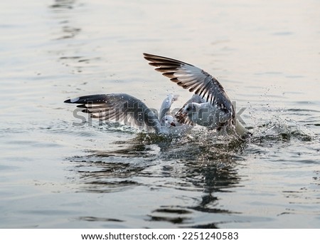 Wildlife, Larus Charadriiformes or White Seagull, two birds hunting on sea, It flaps its wings on surface of water and fighting with each other for food eating. Ornithology Bird in mangrove Thailand