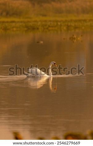 the wildlife of Nature in Asia