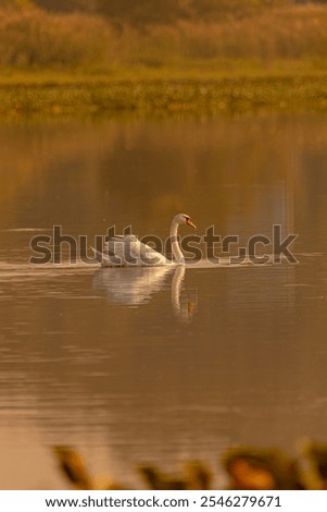 the wildlife of Nature in Asia