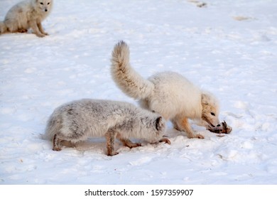 Wildlife, Northern White Fox In Natural Habitat, Arctic Fox In The Snow, Animal Fight For Food