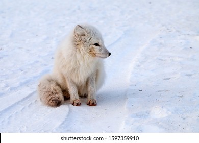 Wildlife, Northern White Fox In Natural Habitat, Arctic Fox In The Snow, Animal Fight For Food