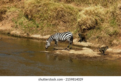 Wildlife - on Kenya Masi Mara safari