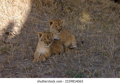 Wildlife - on Kenya Masi Mara safari