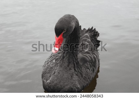 Wildlife in the park lake (geese,swans,ducks)