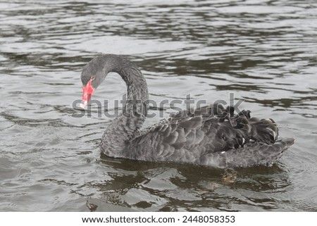 Wildlife in the park lake (geese,swans,ducks)