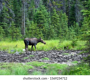 Wildlife In Peter Lougheed Provincial Park