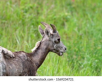 Wildlife In Peter Lougheed Provincial Park