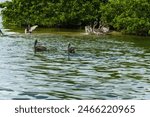 A wildlife photo of Dog Leg Key showing Brown Pelicans inhabiting a rookery sanctuary. The Rookery is in the middle of the Boca Ciega Bay and is posted and monitored against human intrusion.