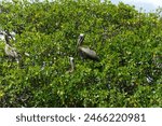 A wildlife photo of Dog Leg Key showing Brown Pelicans inhabiting a rookery sanctuary. The Rookery is in the middle of the Boca Ciega Bay and is posted and monitored against human intrusion.