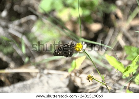 A wildlife photograph of a Chequered Skipper Butterfly inspecting a Bidens Alba plant for nectar or pollen. Both the Spanish Needle Plant and the Burnsius communis are common in Florida.