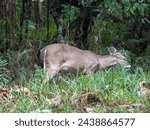 A wildlife photograph of a Odocoileus virginianus or Whitetail deer in central that was created on December 30, 2014. Whitetail deer are wild ungulates that exist on the eastern sea board of the U.S.
