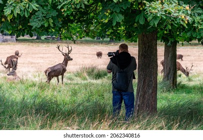 Wildlife Photographer Taking Photos Of Deer In The Meadow