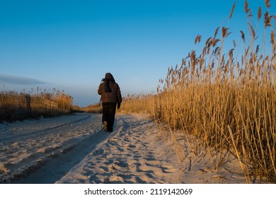 A wildlife photographer with a tele lens camera walking on a sand path among common reeds in the evening