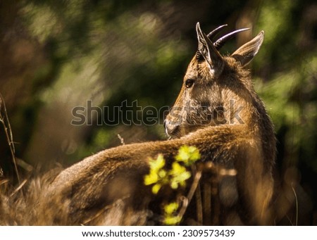 Wildlife Photography, Chail Wildlife Sanctuary