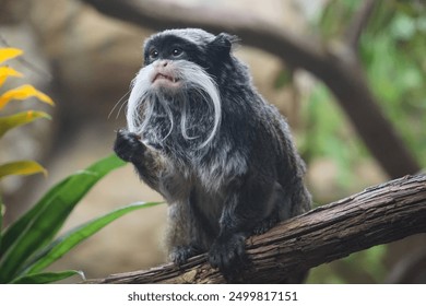 Wildlife Photography: Close up of a cute Bearded Emperor Tamarin with big curious eyes holding its paw out while sitting on a tree branch in the Amazon rainforest. - Powered by Shutterstock