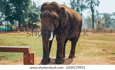 Wildlife Photography : Elephants enjoying the sun
