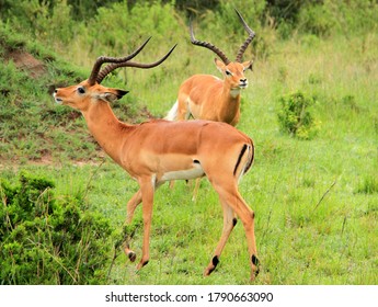 Wildlife Photography In Masai Mara, Kenya.