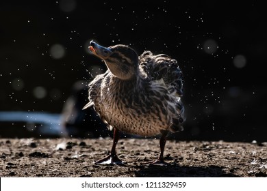 Wildlife Photography UK.Mallard Duck Female Shaking-off Water On Lake Shore With Droplets Of Water Flying In The Air.Dark Background And Backlit Bokeh.