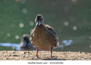 Wildlife Photography UK.Portrait Of Mallard Duck Female Shaking-off Water On Lake Shore With Droplets Of Water Flying In The Air.Bright Lake In Background And Backlit Bokeh.