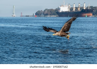 wildlife photography of white tailed eagle catching fish in oder delta with big carrier ship in the background