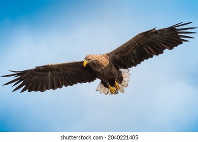 Wildlife photography of white tailed eagle at Oder Delta in Poland while fishing in the delta