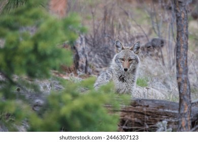 Wildlife Photography, Wild Coyote, Cute Coyote Portrait, Canadian Wildlife, Pacific Northwest, Outdoor Photography, Nature Photography, Scenic Beauty, Coyote Close-Up, Natural Habitat, Wildlife - Powered by Shutterstock