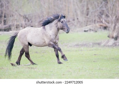 Wildlife Photography, Wild horses in Marchegg