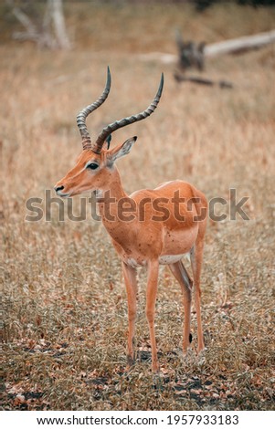 Similar – Waterbuck in Lake Samburu National Park, Kenya