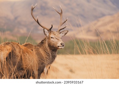 Wildlife portrait of a Scottish Red Deer (Cervus elaphus scoticus) stag in the mountain countryside of Glen Etive in the Scottish Highlands, Scotland.