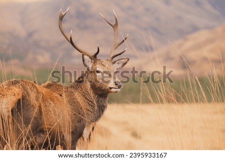 Wildlife portrait of a Scottish Red Deer (Cervus elaphus scoticus) stag in the mountain countryside of Glen Etive in the Scottish Highlands, Scotland.