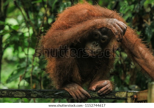 Wildlife Protection Orang Utan Borneo Malaysia Animals