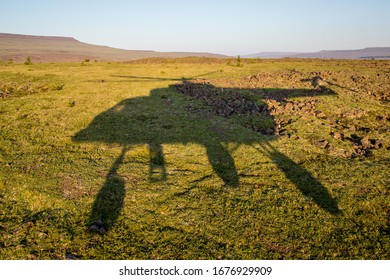 Wildlife Of The Putorana Plateau