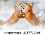 Wildlife. Red fox fight in white snow. Cold winter with two orange furry fox, Japan. Beautiful orange coat animal in nature. Detail close-up portrait of nice mammal. Animal love behaviour in nature.