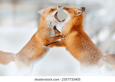 Wildlife. Red fox fight in white snow. Cold winter with two orange furry fox, Japan. Beautiful orange coat animal in nature. Detail close-up portrait of nice mammal. Animal love behaviour in nature.