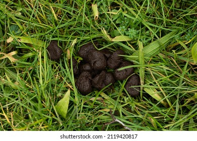 Wildlife Round Feces On The Grass In The Forest. Close Up Shot, Top View, No People.