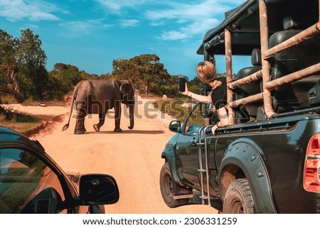 Wildlife safari.Eco travel in the jungle with wild animals elephants.Tropical tourism in the wild life of elephants.Road trip jungle,eco safari.Elephant wild life