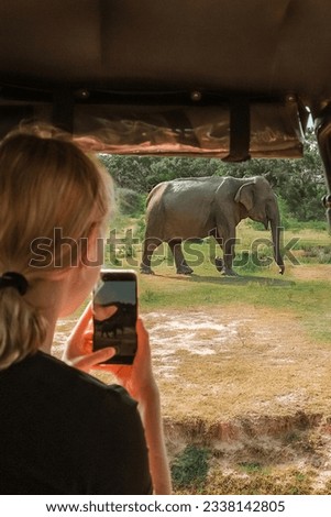Wildlife safari.Eco travel in the jungle with wild animals elephants.Tropical tourism in the wild life of elephants.Road trip jungle,eco safari.Elephant wild life,safari trip