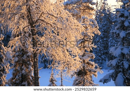 Similar – Snow vs. sun Natur Pflanze