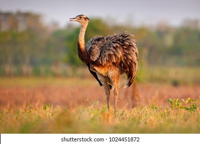 Wildlife scene from Brazil. Bird with long neck. Greater Rhea, Rhea americana, big bird with fluffy feathers, animal in nature habitat, evening sun, Pantanal, Brazil. - Powered by Shutterstock